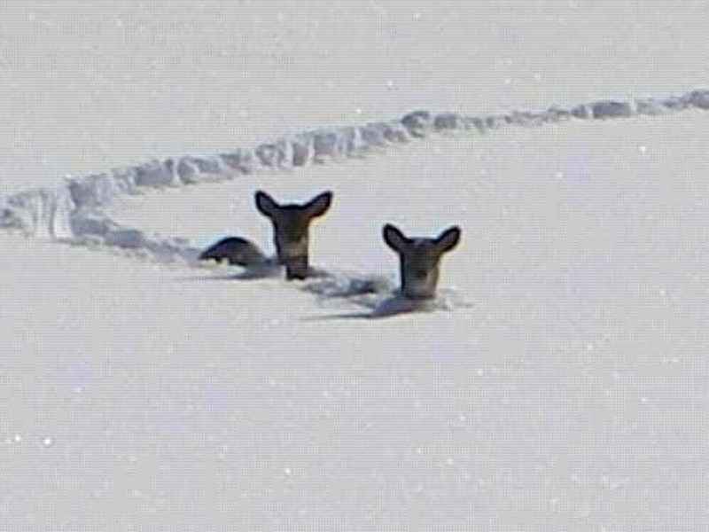 rehe.jpg