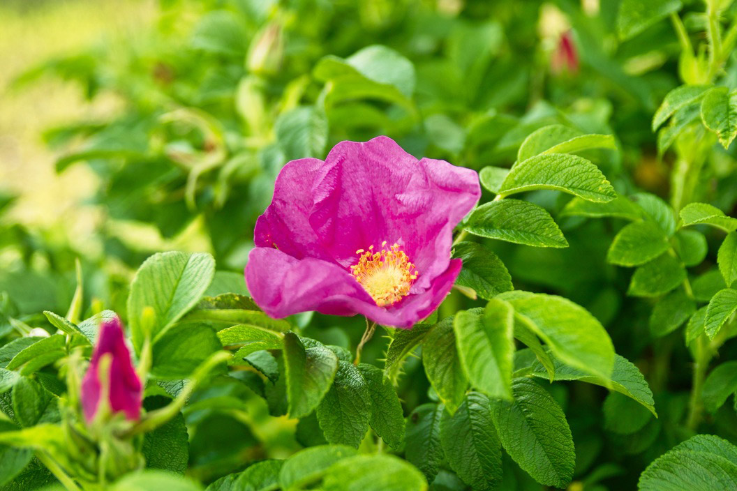 sylter-heckenrose.jpg