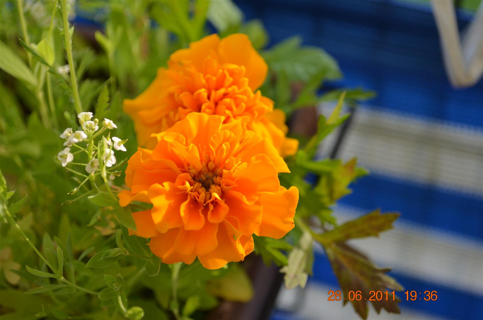 dsc_0010 (groß).jpg