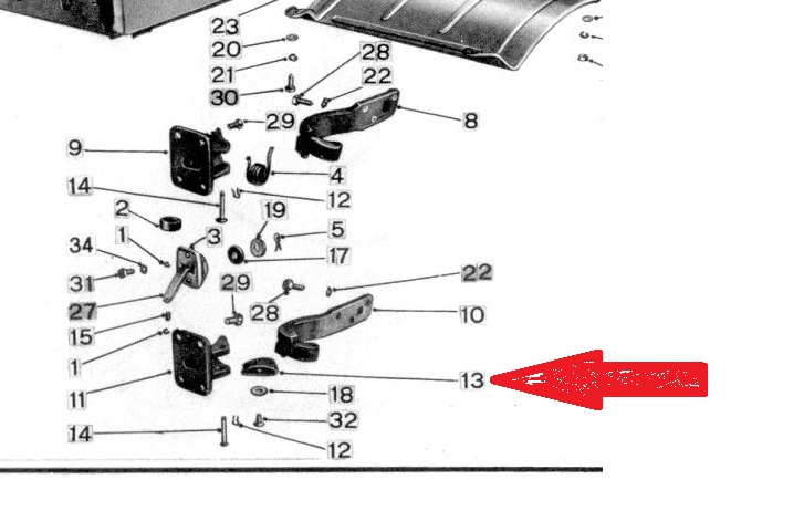 molla fulvia.jpg