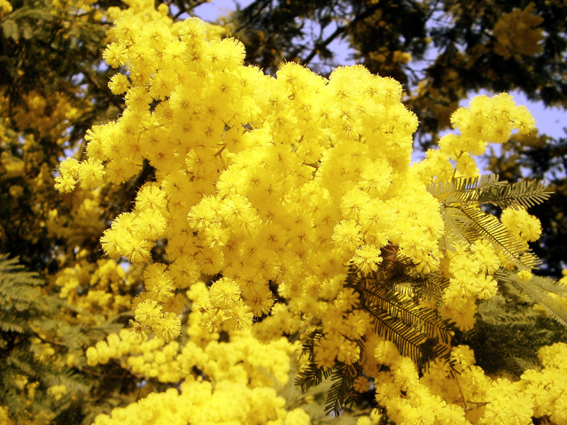 mimose 8 marzo.jpg