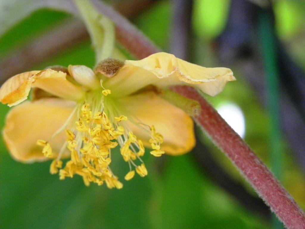 kiwiblüte.jpg