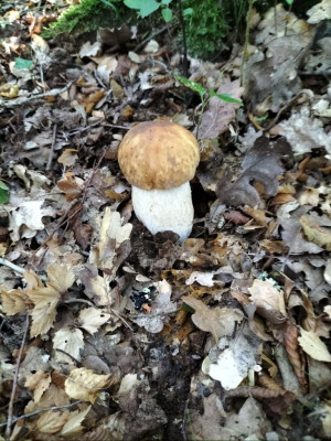 Phedra ieri e funghi oggi