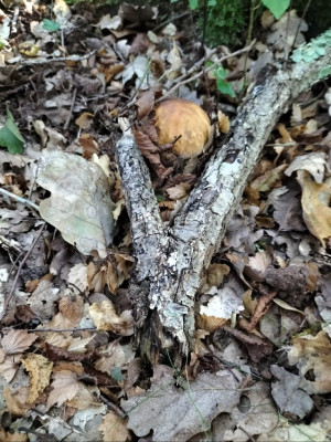 Phedraieri e funghi oggi