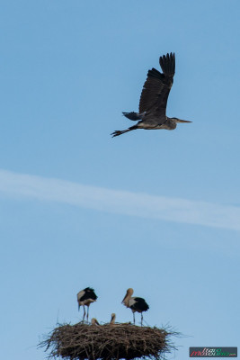 DSC_2010 (A scelta).jpg