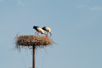DSC_5006.jpg