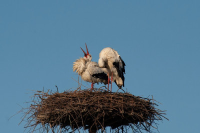 DSC_9116 (Media).jpg