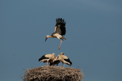 DSC_6768 ridotta.jpg