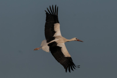 DSC_6971.jpg