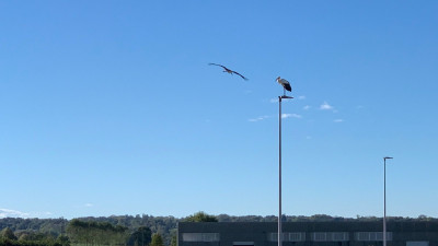 IMG_5174.jpg