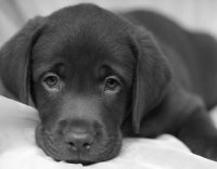 labrador nero.jpg